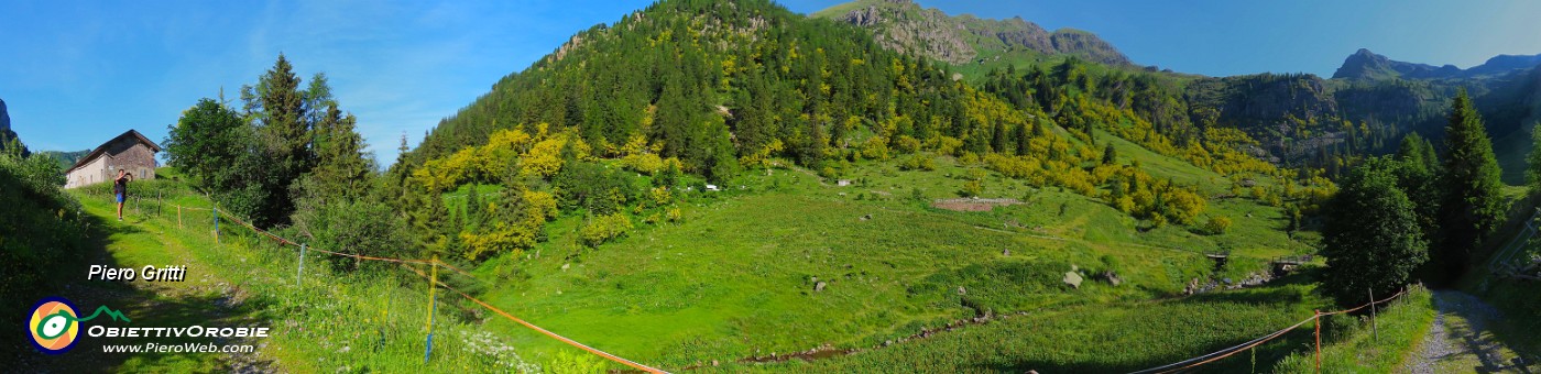 05 Dal parcheggio alle Baite di Mezzeno gialli maggiociondoli in fiore .JPG